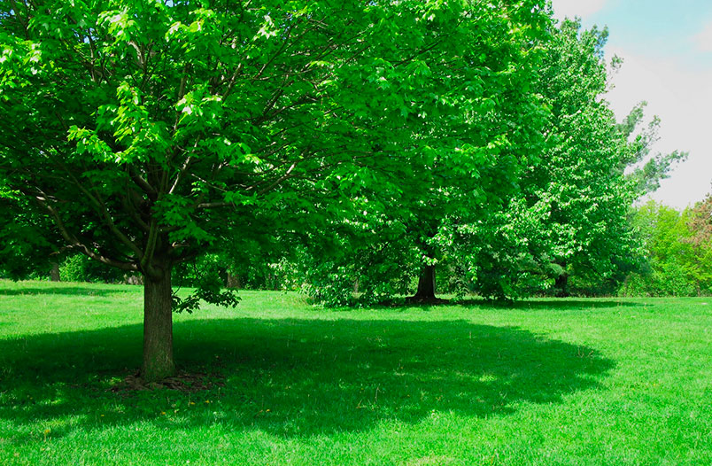  Los árboles ofrecen múltiples beneficios ambientales: entre ellos, reducen el efecto invernadero