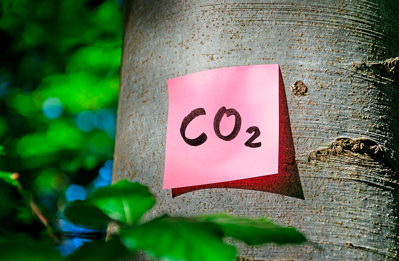 Los árboles absorben el CO2 del aire, lo almacenan y liberan oxígeno