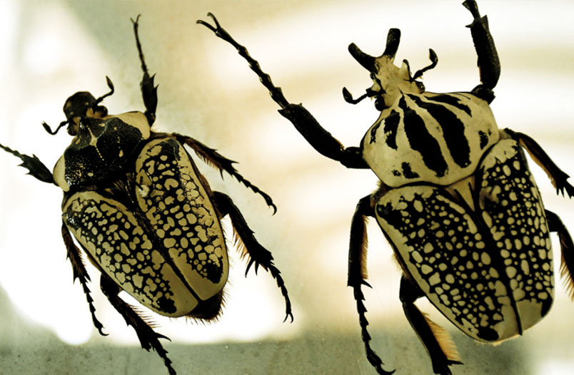Exposición temporal “100 Años de Admiración por los Insectos”